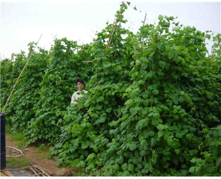 牧草種子青貯伴侶—拉巴豆